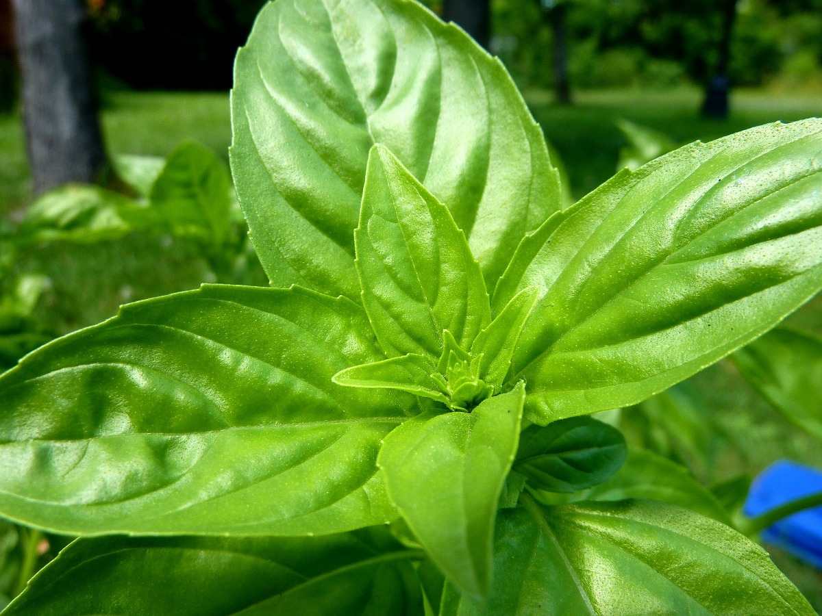 Process of growing basil in hydroponics.