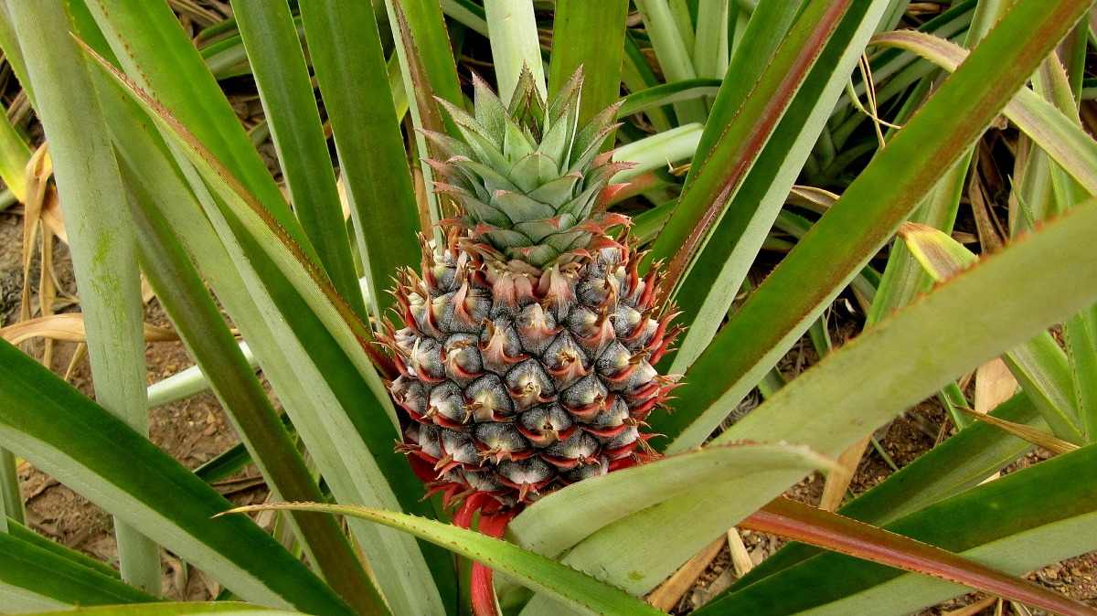 Pineapple Plant Care.