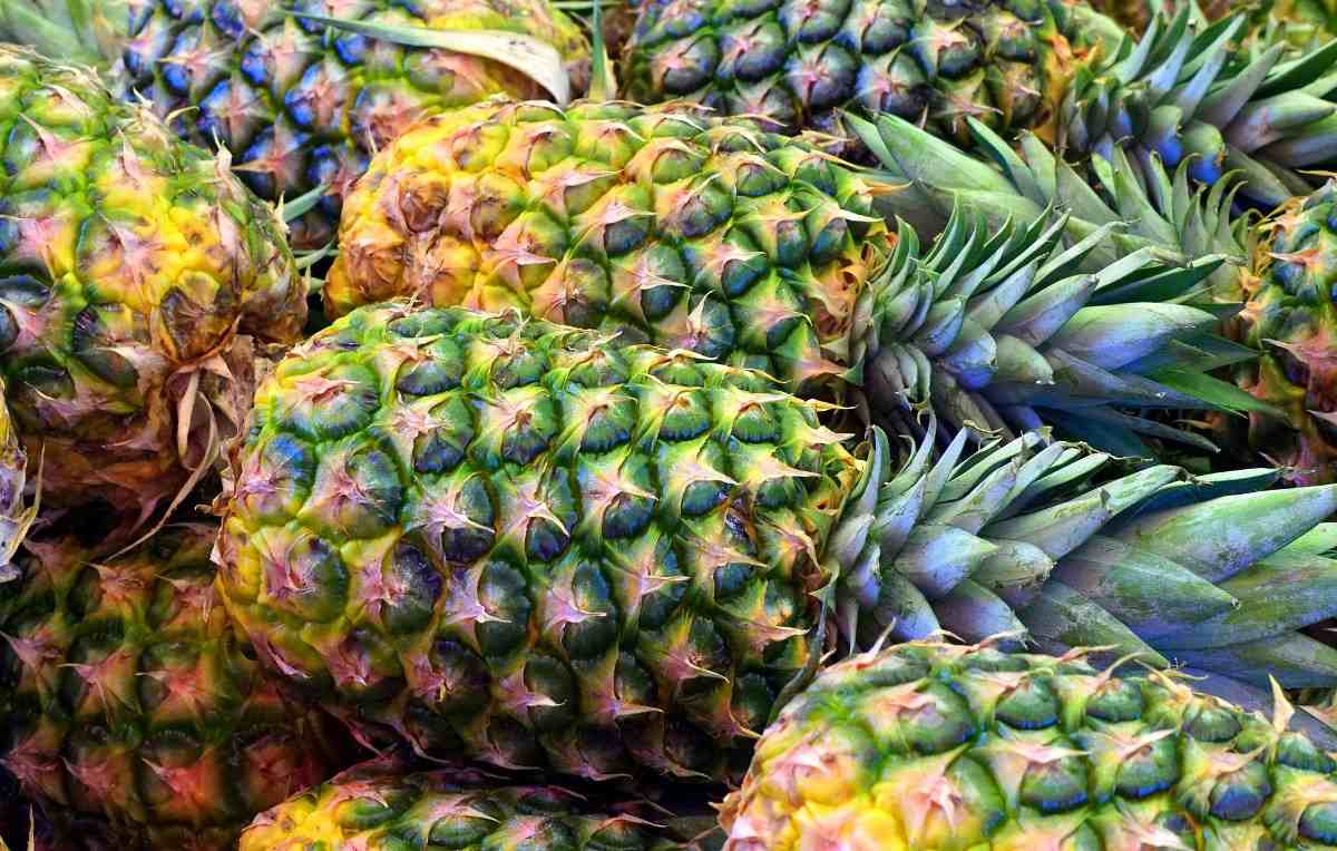 Freshly harvested hydroponic pineapples.