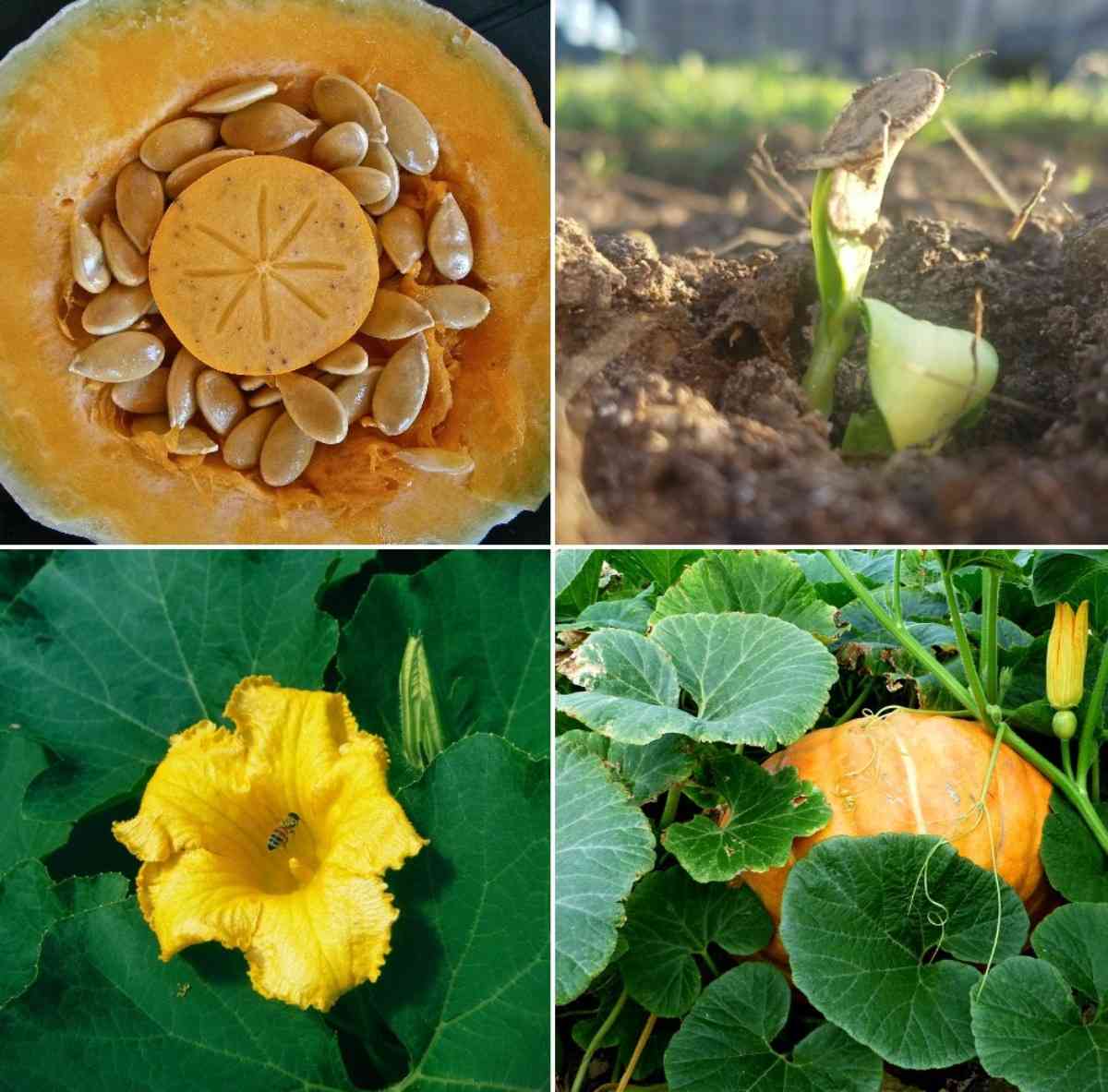 Pumpkin Seed Germination.