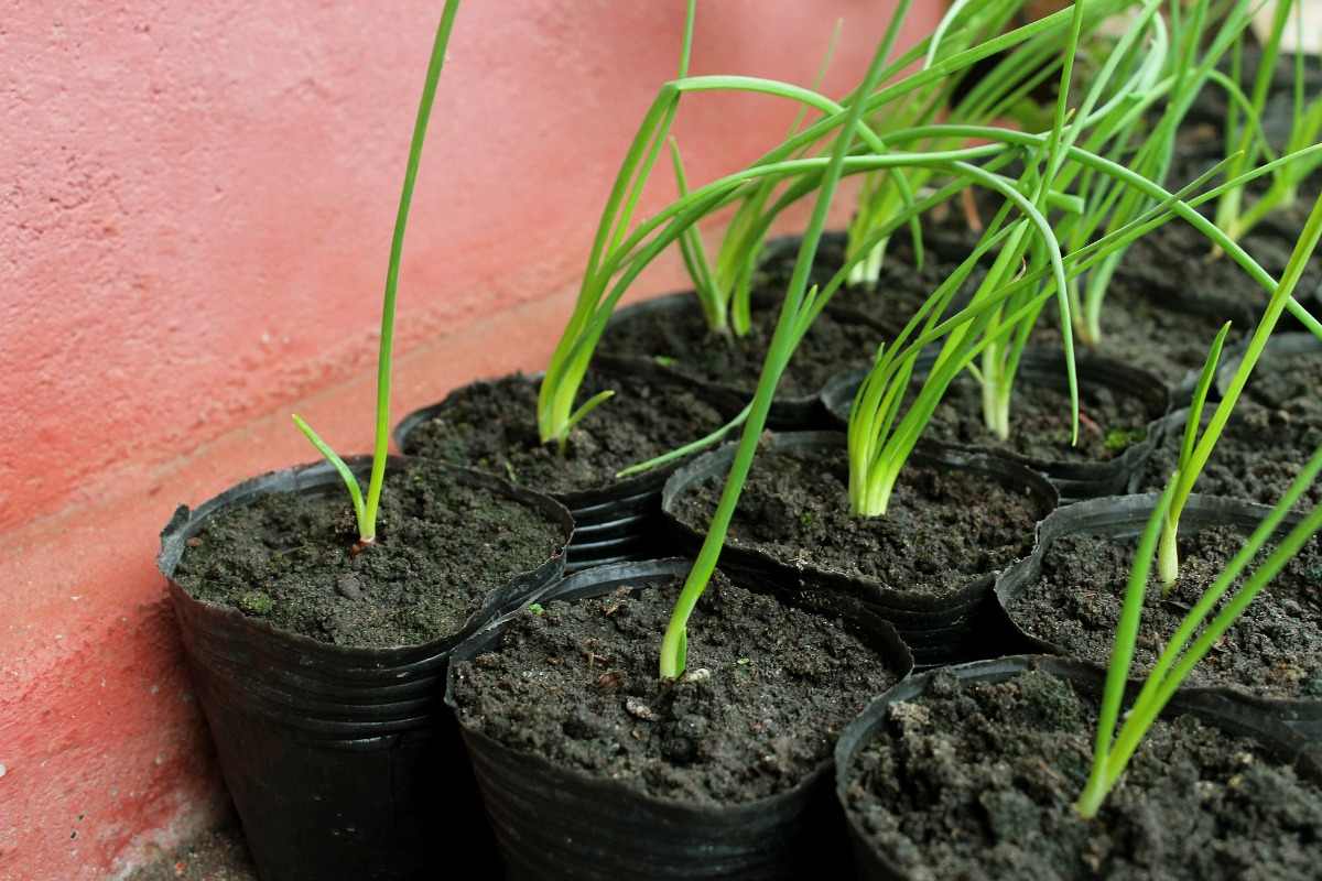 Onion seedlings in pots.