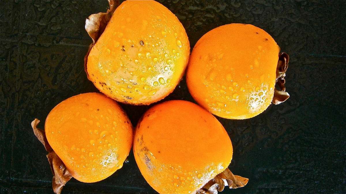 How To Plant Persimmon From Seed Plant Ideas