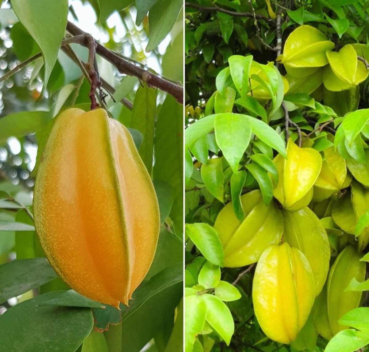 Conditions for Growing Star Fruit.