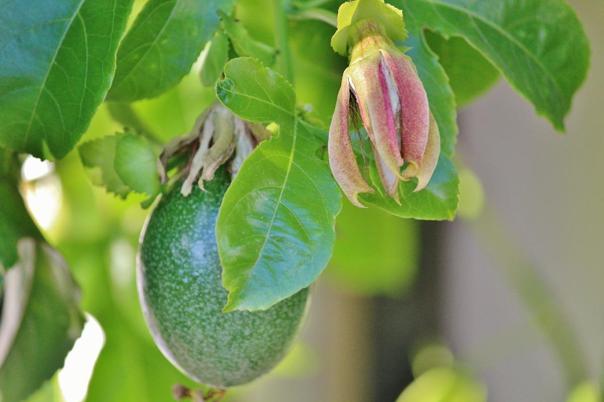 Growing Conditions for Passion Fruit.