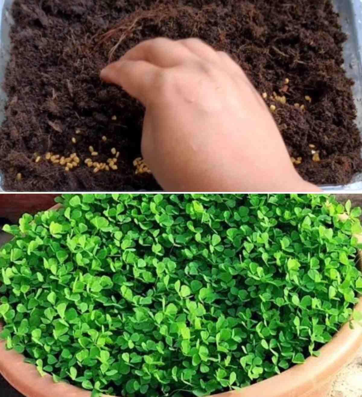 A guide to growing Fenugreek from seed.