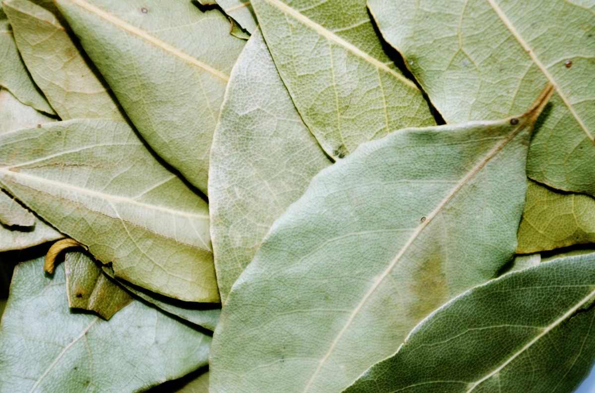 Growing Bay Leaf Plant from Cuttings, Seed, Propagation