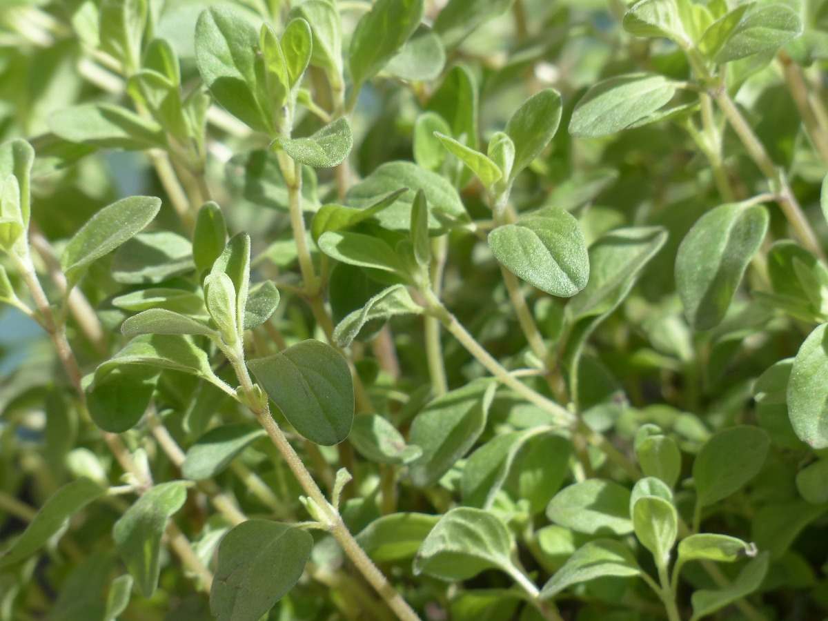 Conditions to grow Marjoram.