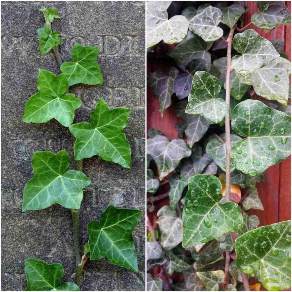 Conditions for growing English ivy.