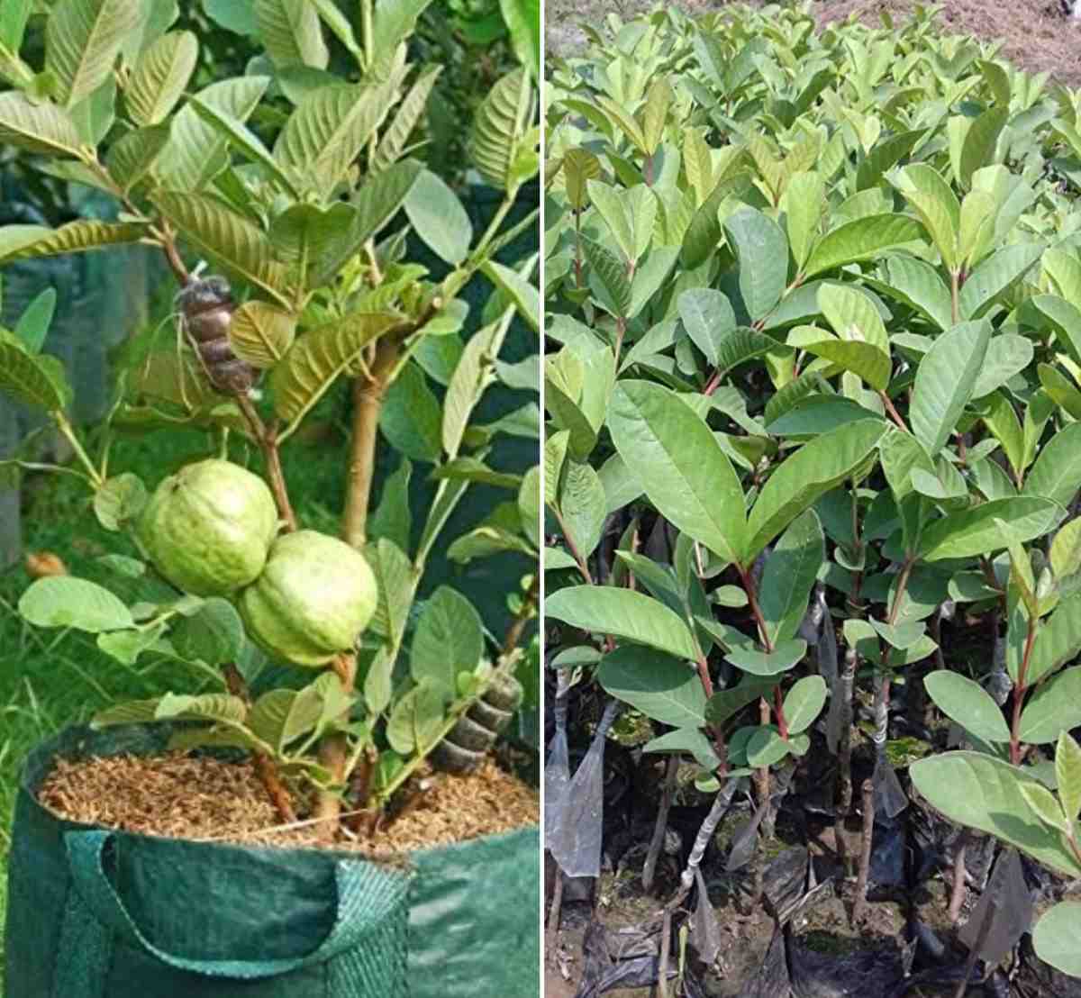 Tropical Apple Guava Psidium guajava Seeds Abundant Fruit Fast Easy to Grow