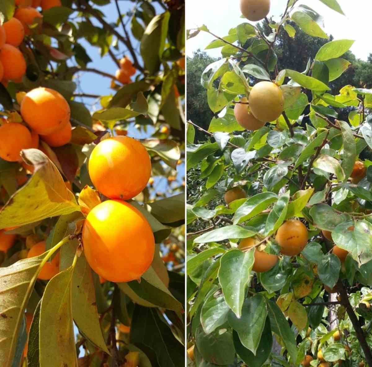 A guide to growing Persimmon tree.