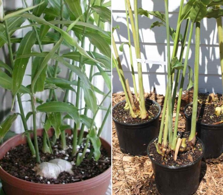 Growing Ginger From Roots In Pots A Full Guide Gardening Tips