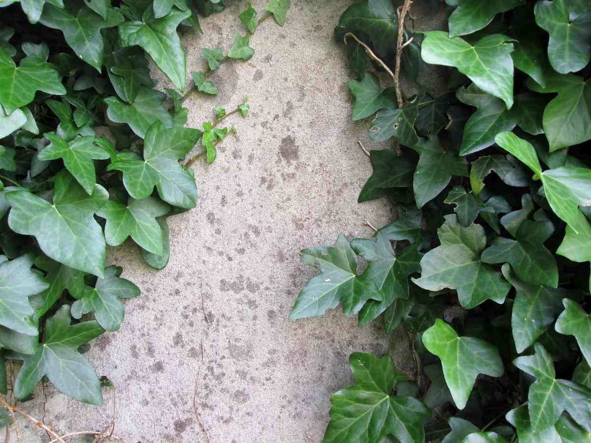 Questions about English ivy.