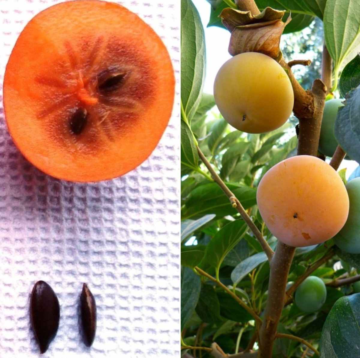 Persimmon seed collection.