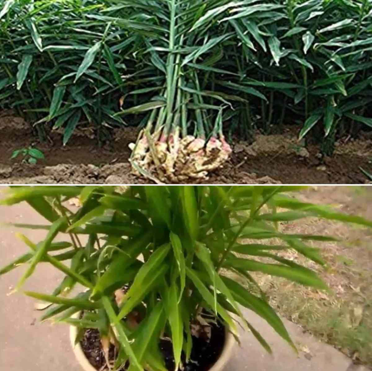 Questions about growing Ginger.