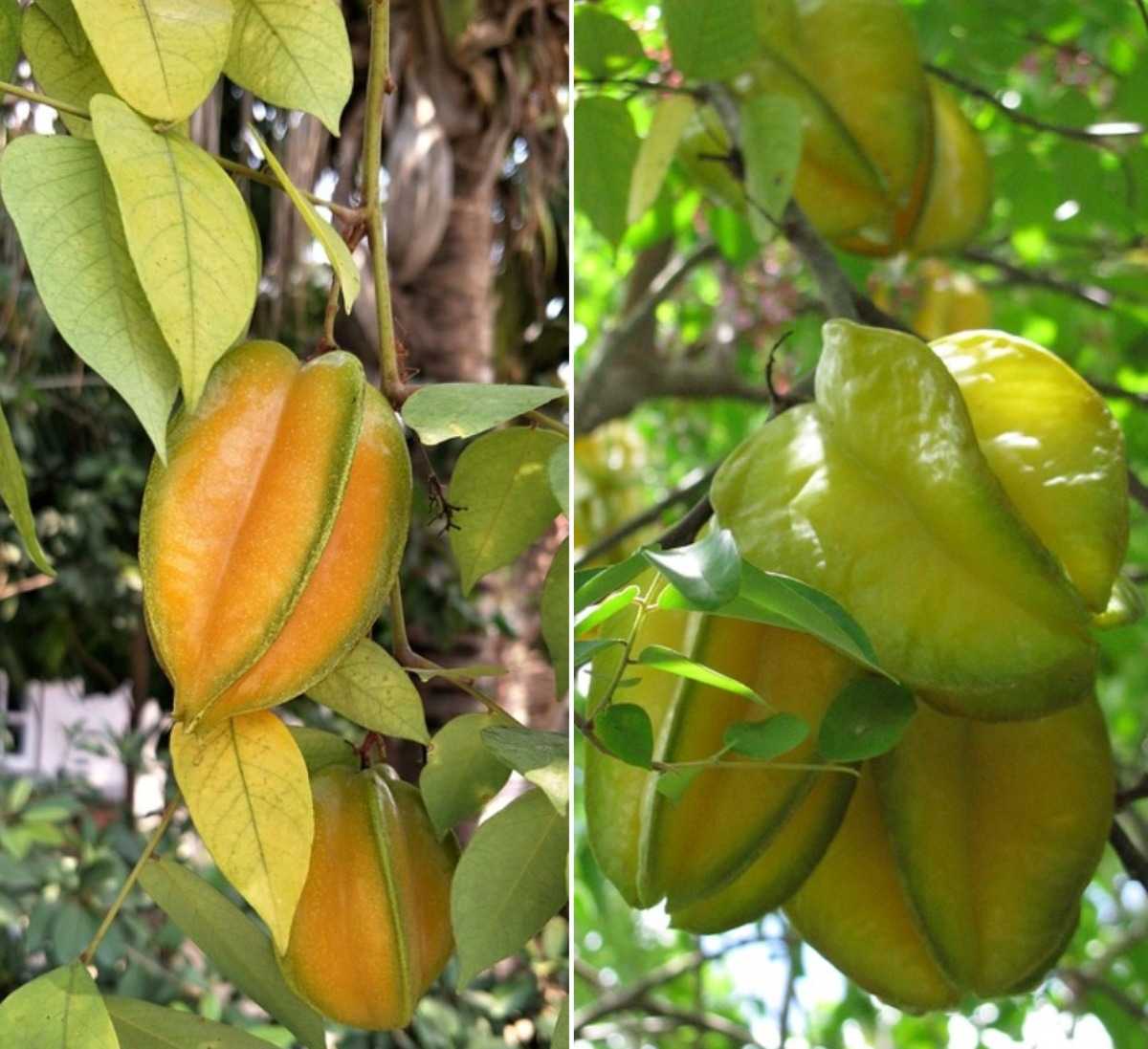 Questions about Carambola Tree.