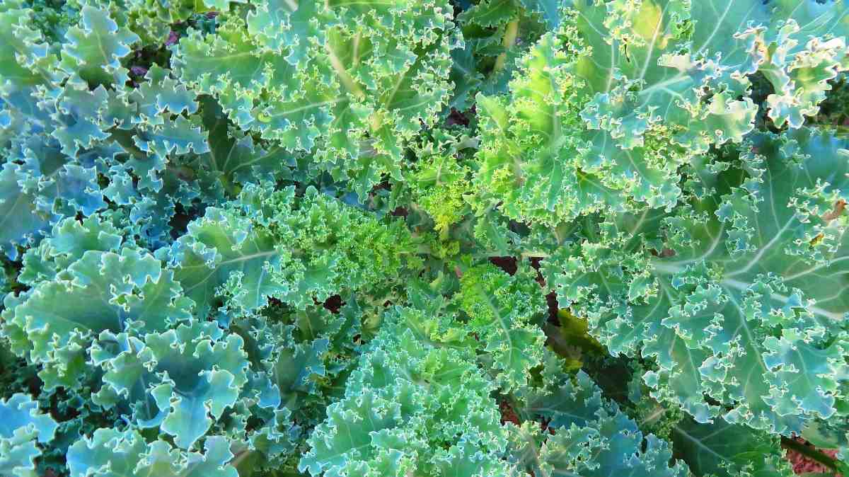 Tips for growing Kale indoors.