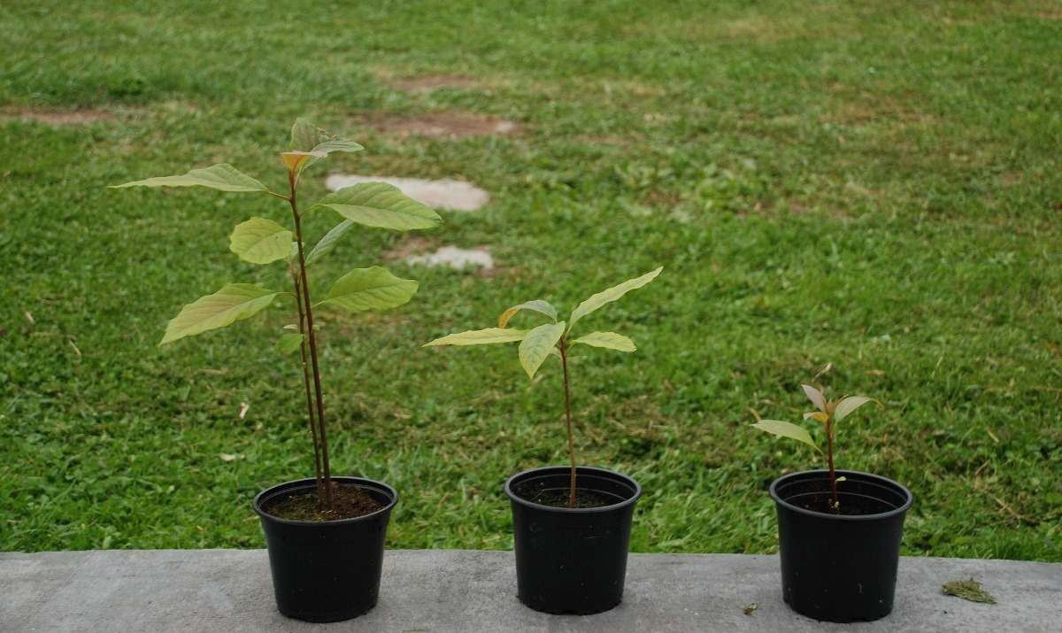 Avocado Seedlings.