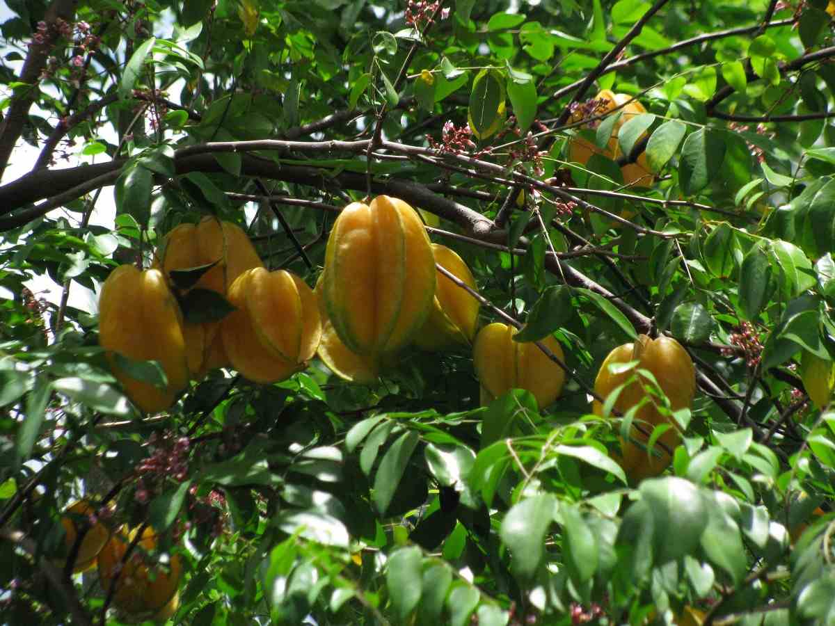 Common questions about star fruit.