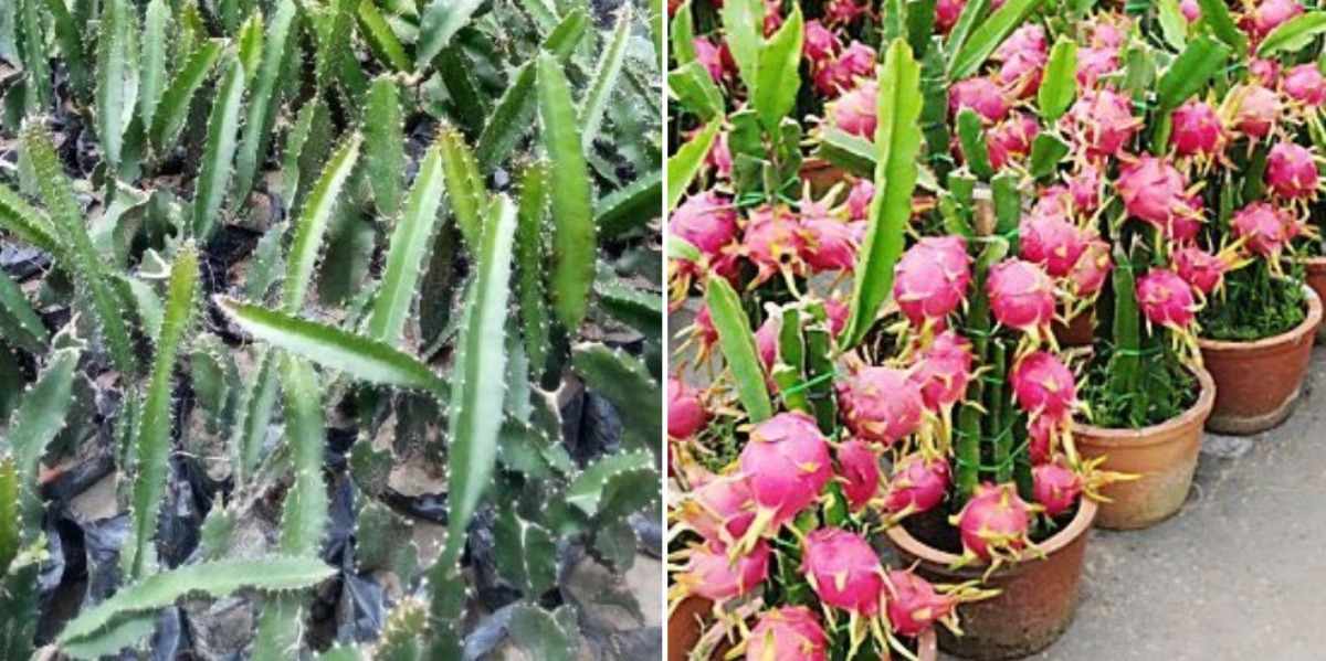 Common Questions about Growing Dragon Fruit.
