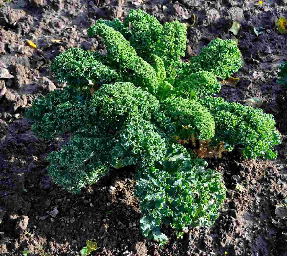 Some questions about growing Kale.