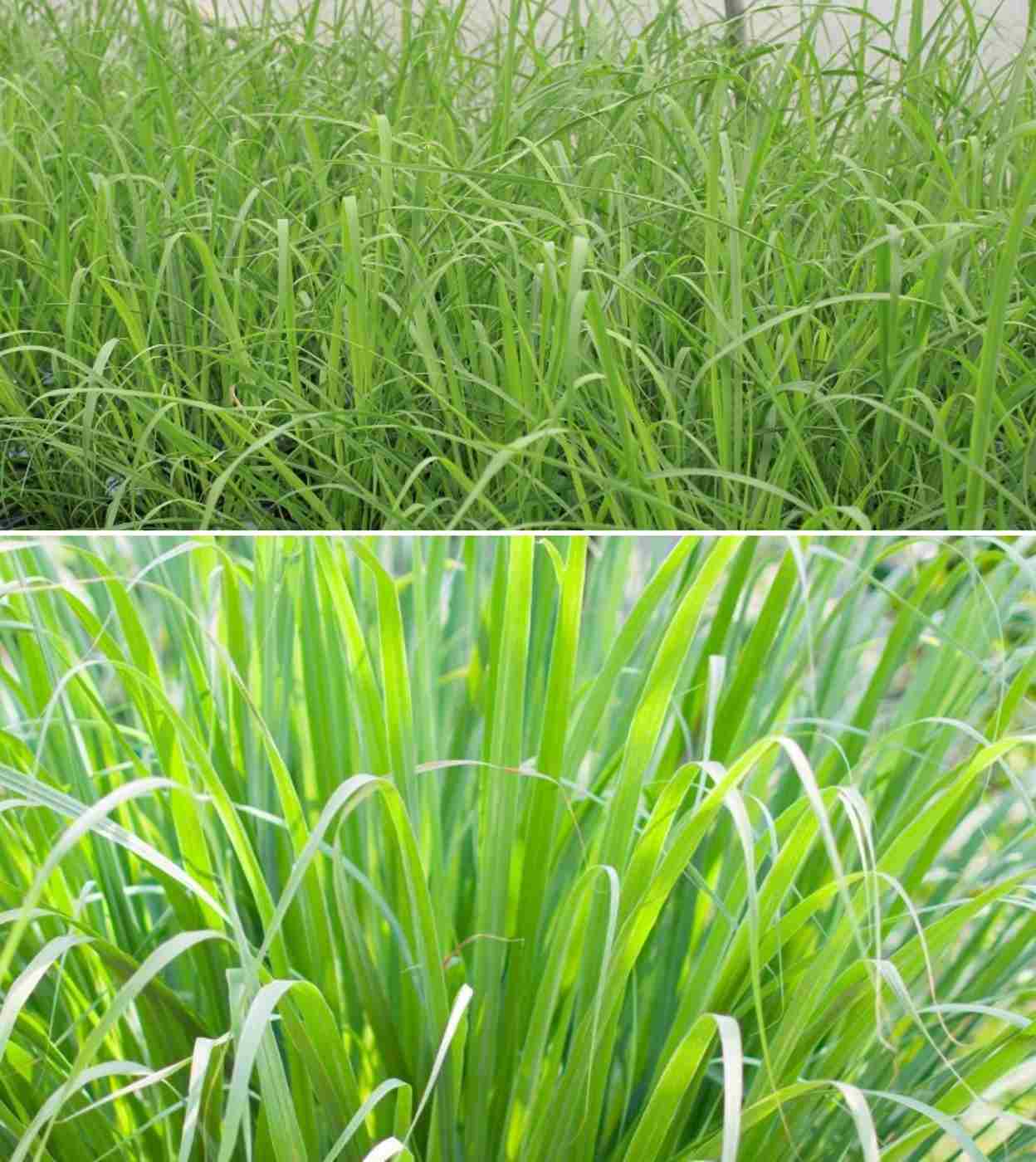 Growing Conditions for Hydroponic Lemon Grass.