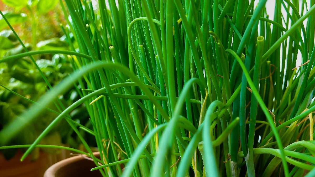 Commonly asked questions about growing Chives.