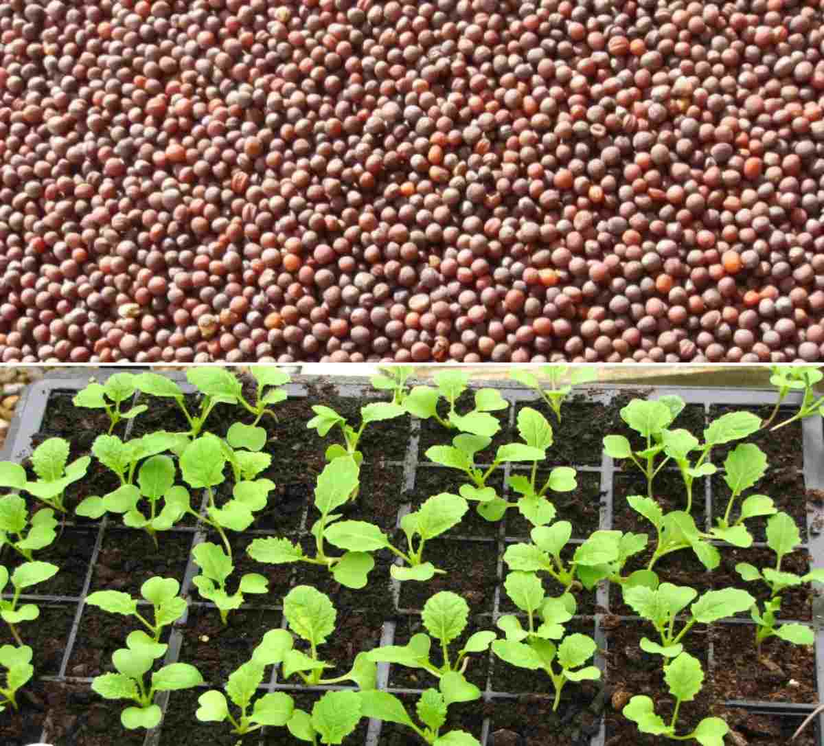 A guide to Turnip Seed Germination Procedure.