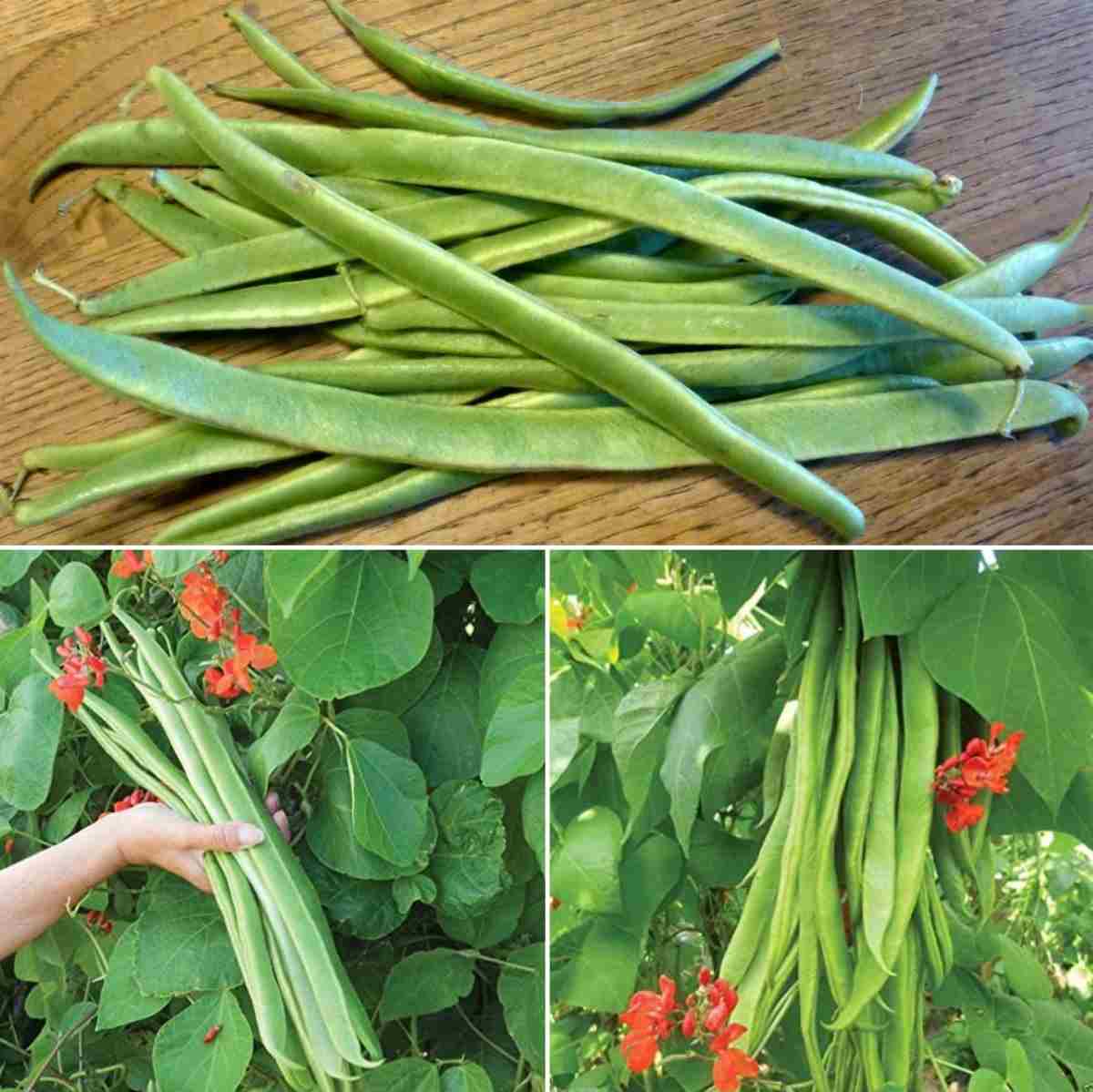 The process of growing Runner beans in pots.
