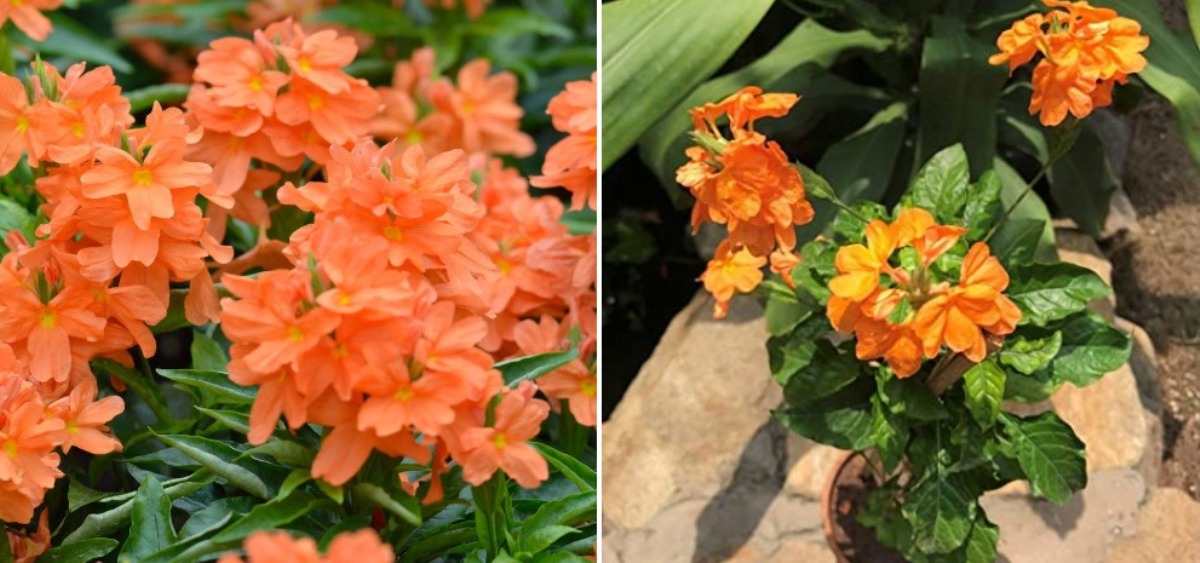 The growing process of Crossandra plants in pots.