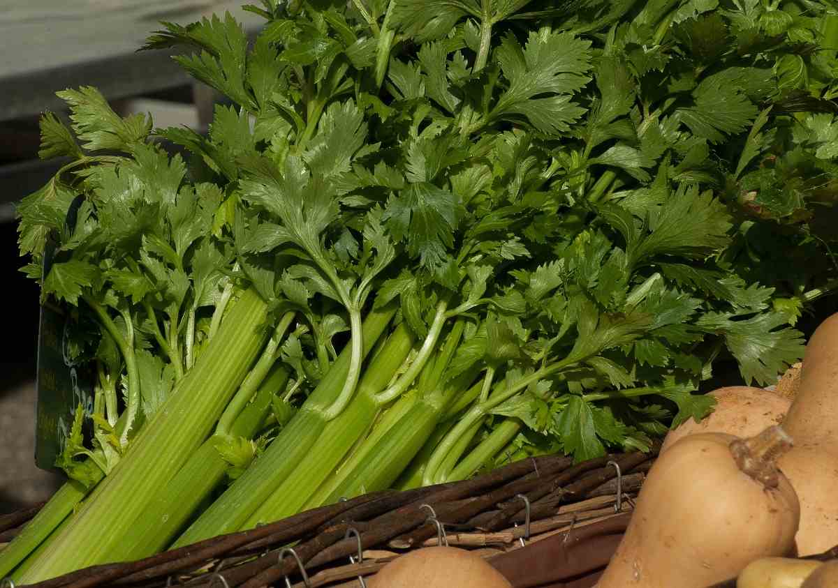 Harvested Hydroponic Celery.