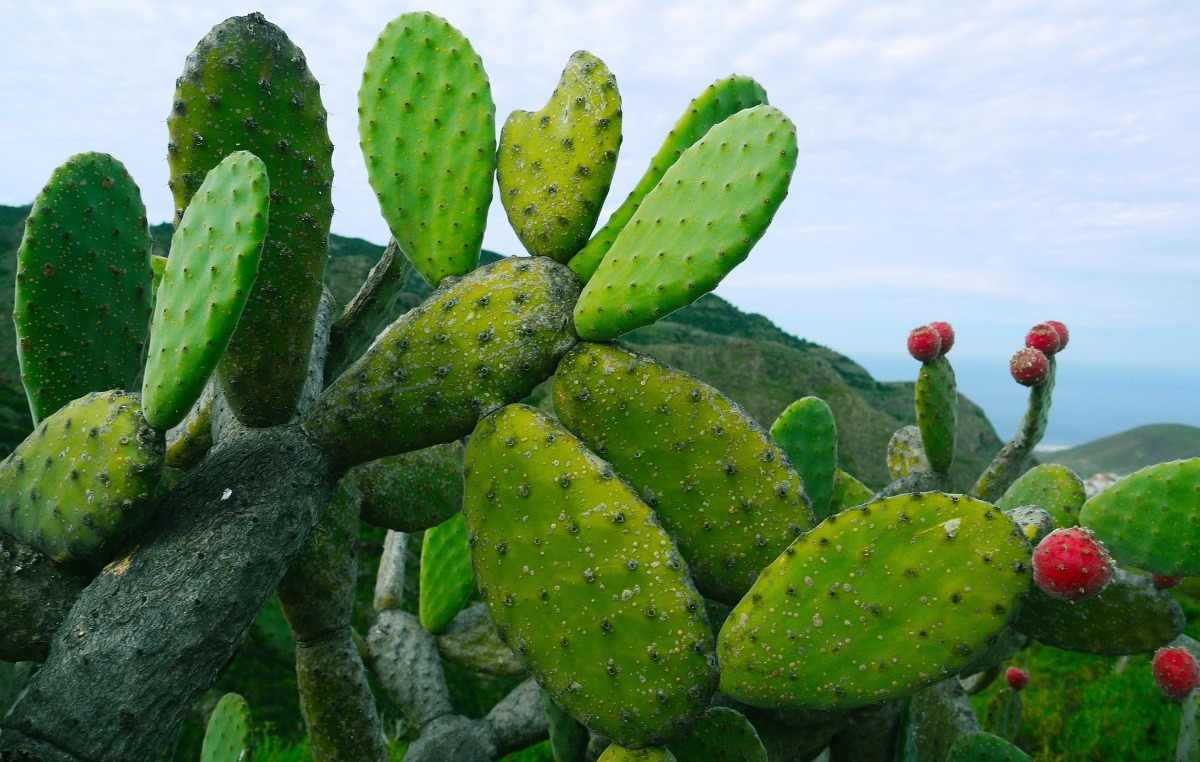 Requirements for growing hydroponic Cactus.