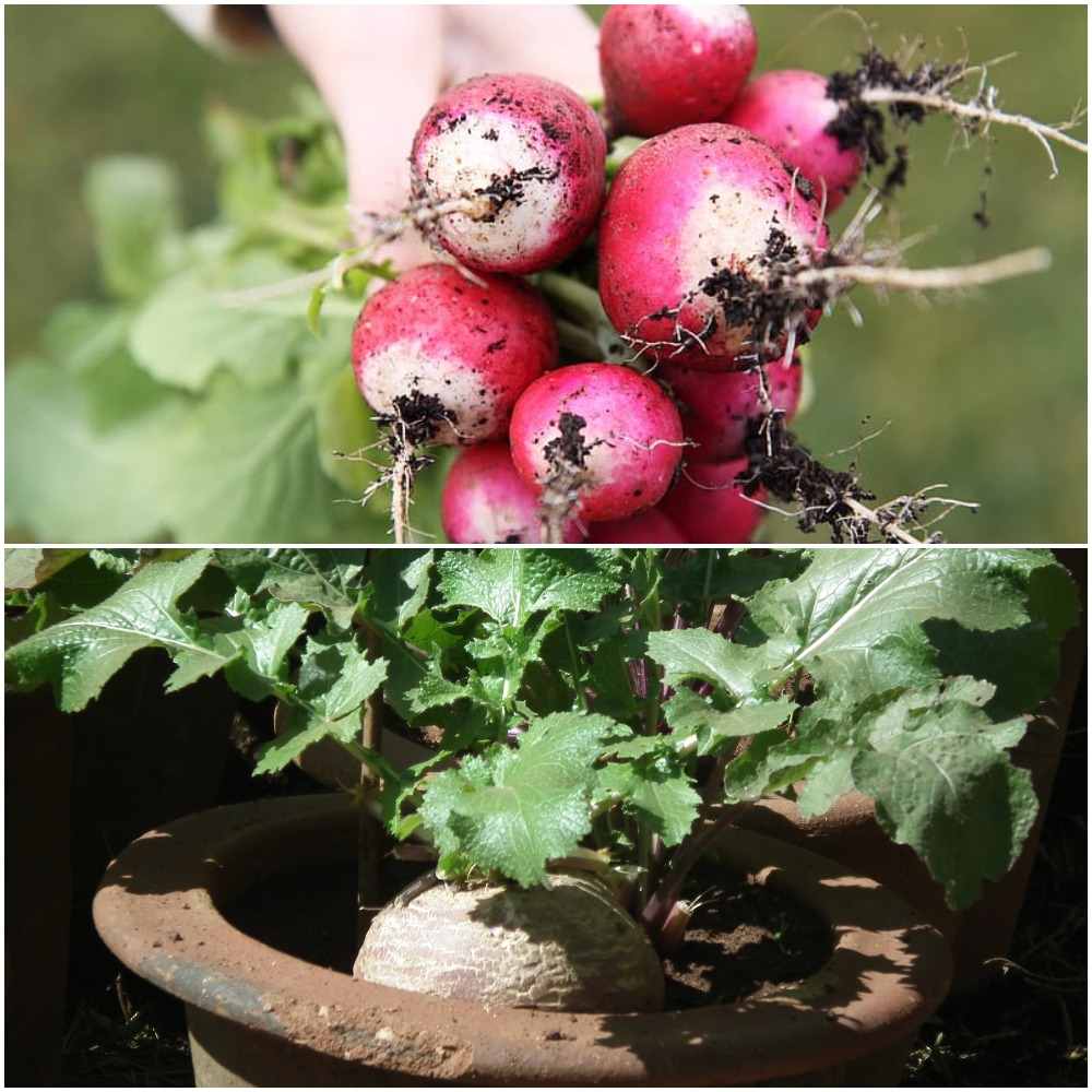 Growing Process of Turnips.