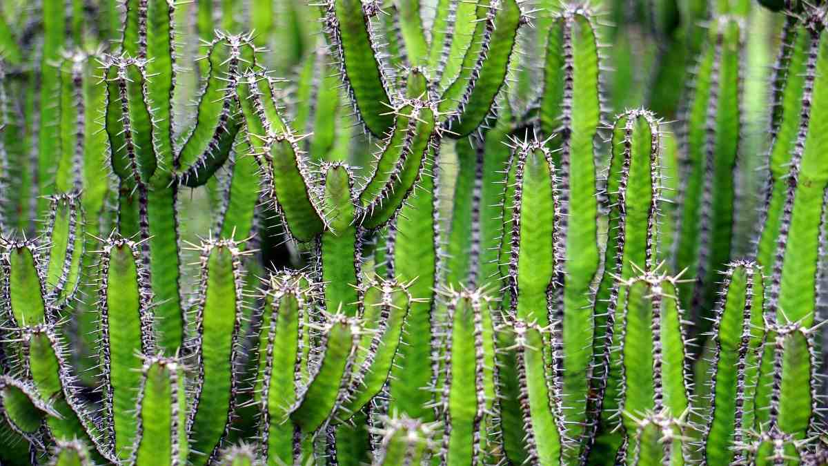 A cactus plant.