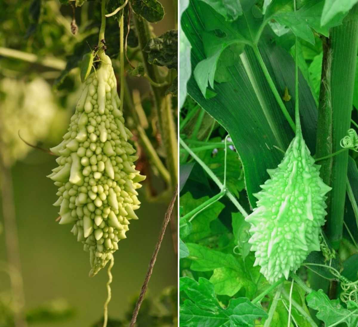 Common questions of growing Bitter gourd.