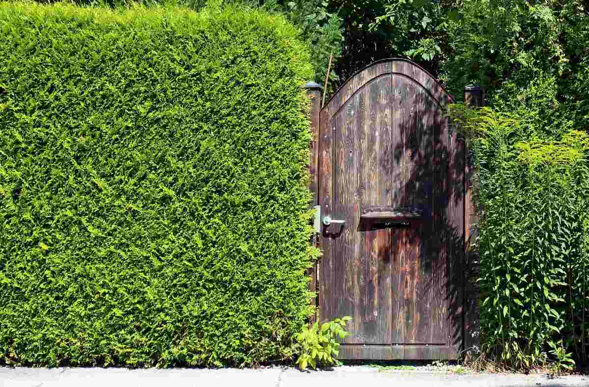 How to Maintain Hedge Plants.