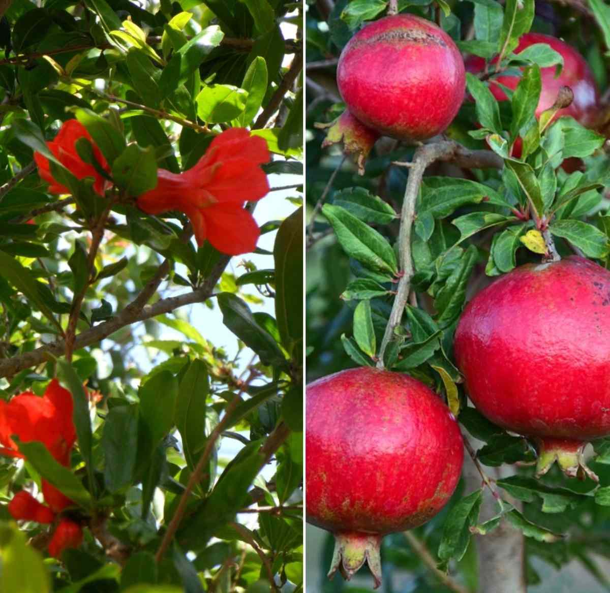 Water requirement for Pomegranate plant.