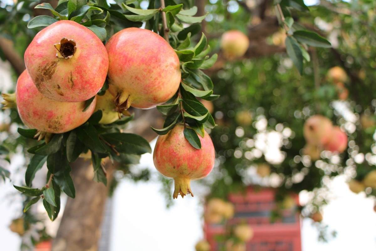 Common questions about growing Pomegranates.