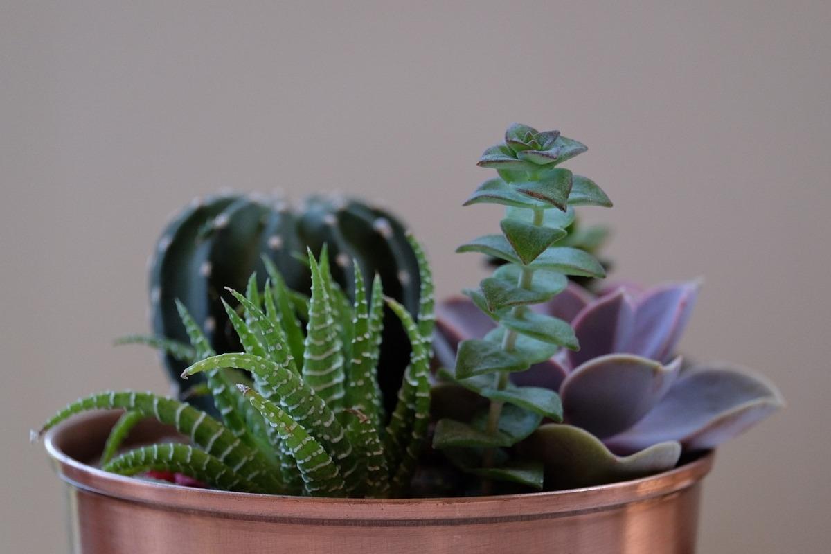 The best succulents to grow.