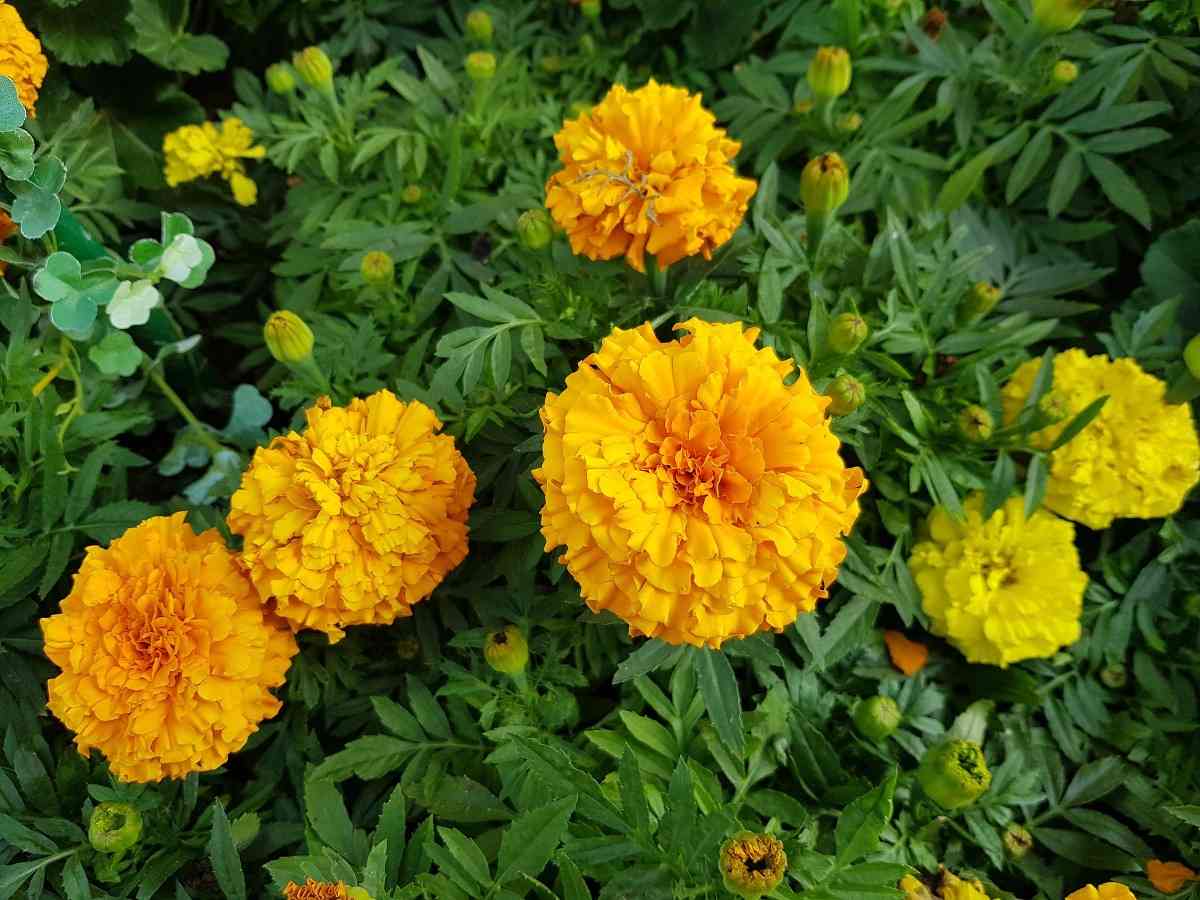 Marigold Plant Care.