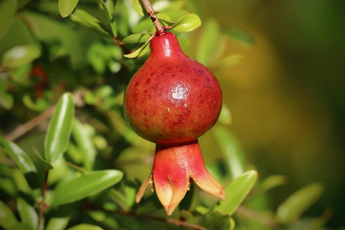 Growing guide for Pomegranate plant.