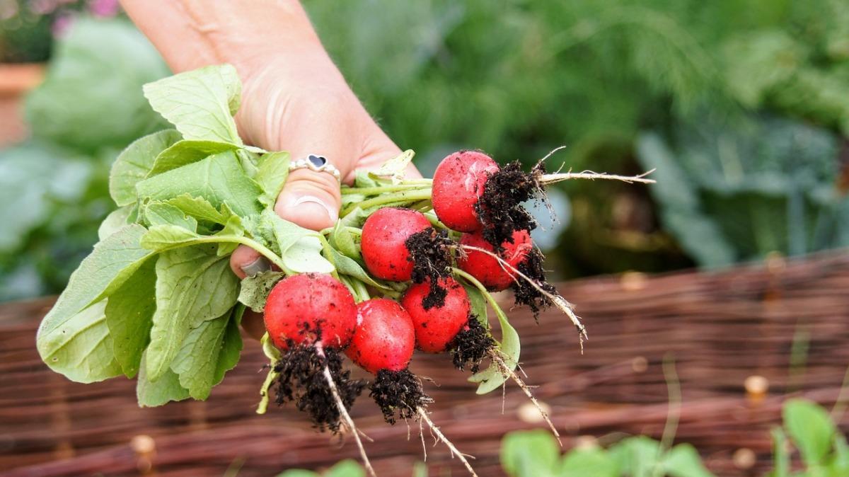 Common questions about Radish.