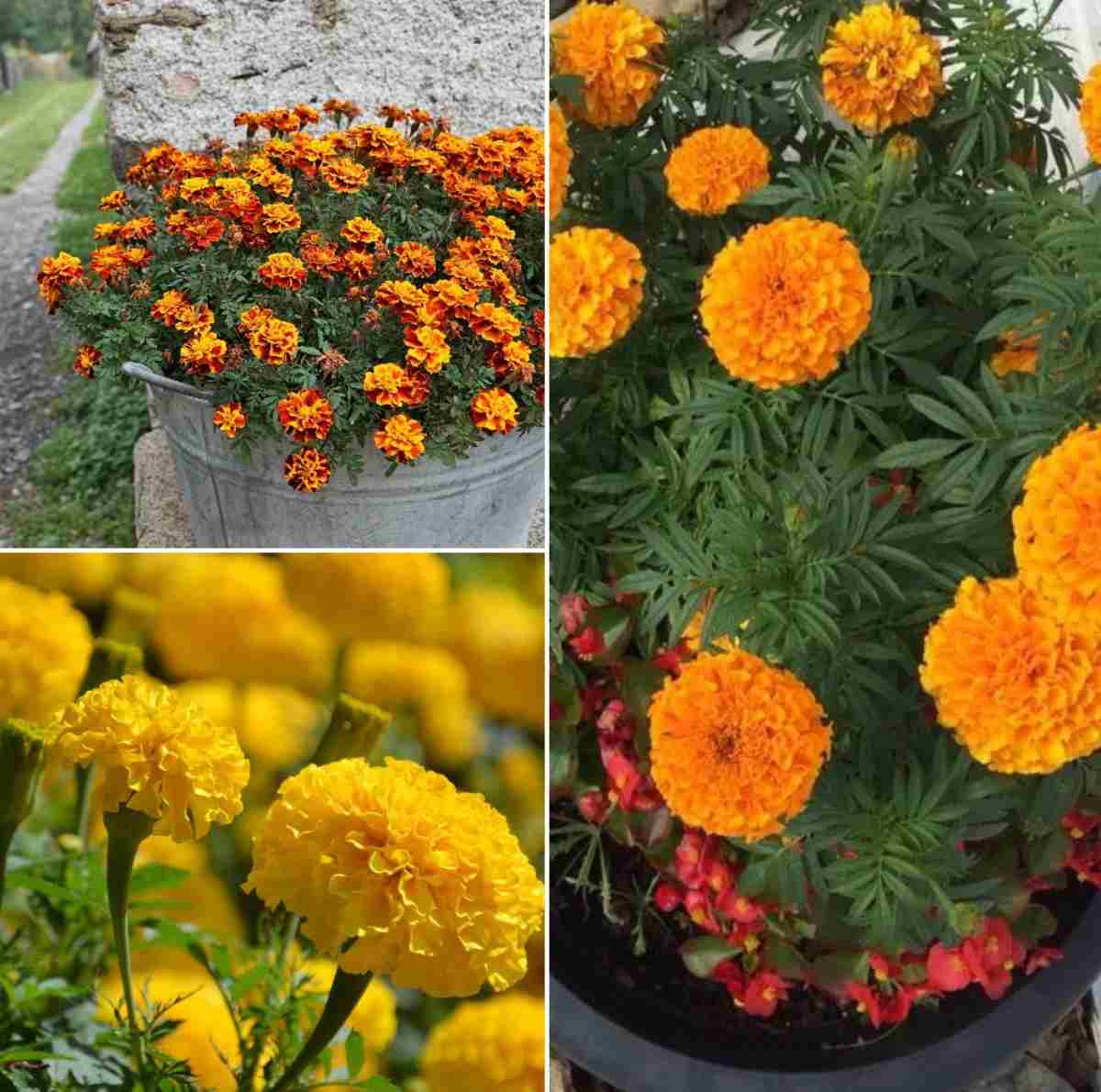 Questions about growing Marigolds.