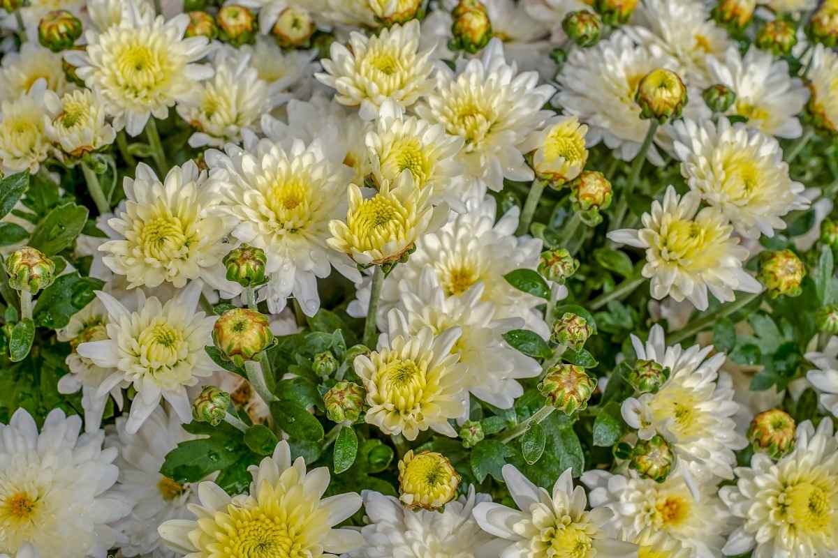Chrysanthemums.