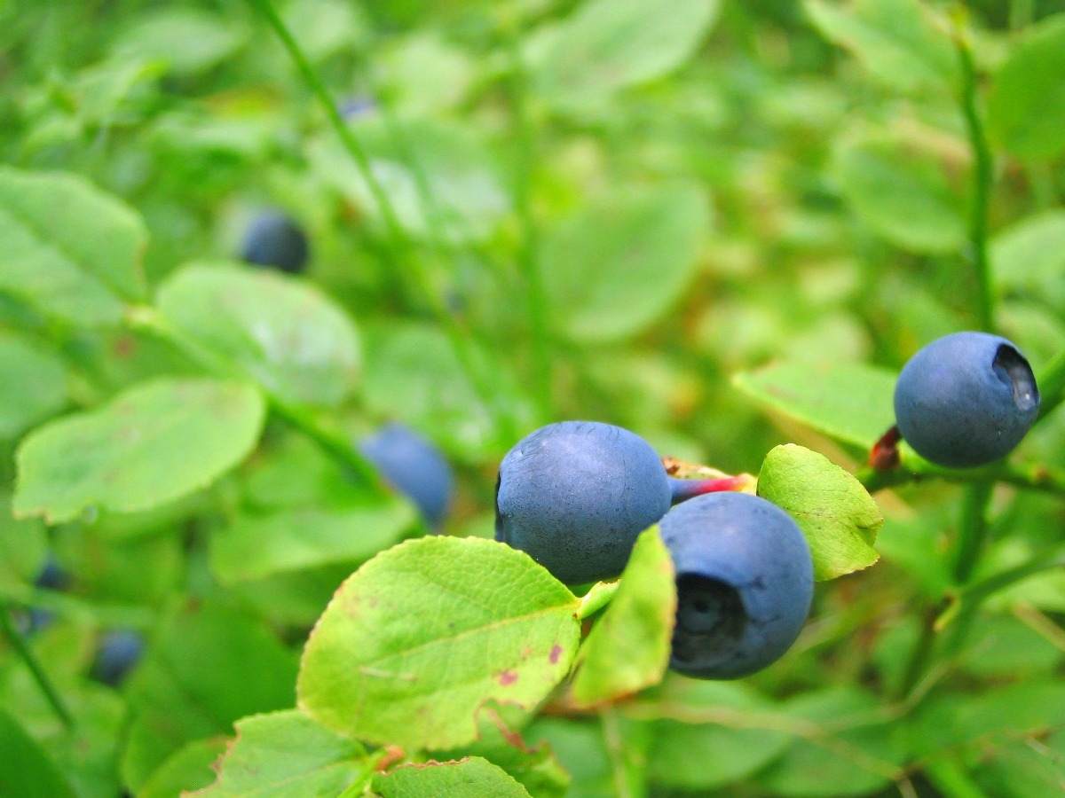 Lighting for growing Blueberries Hydroponically.