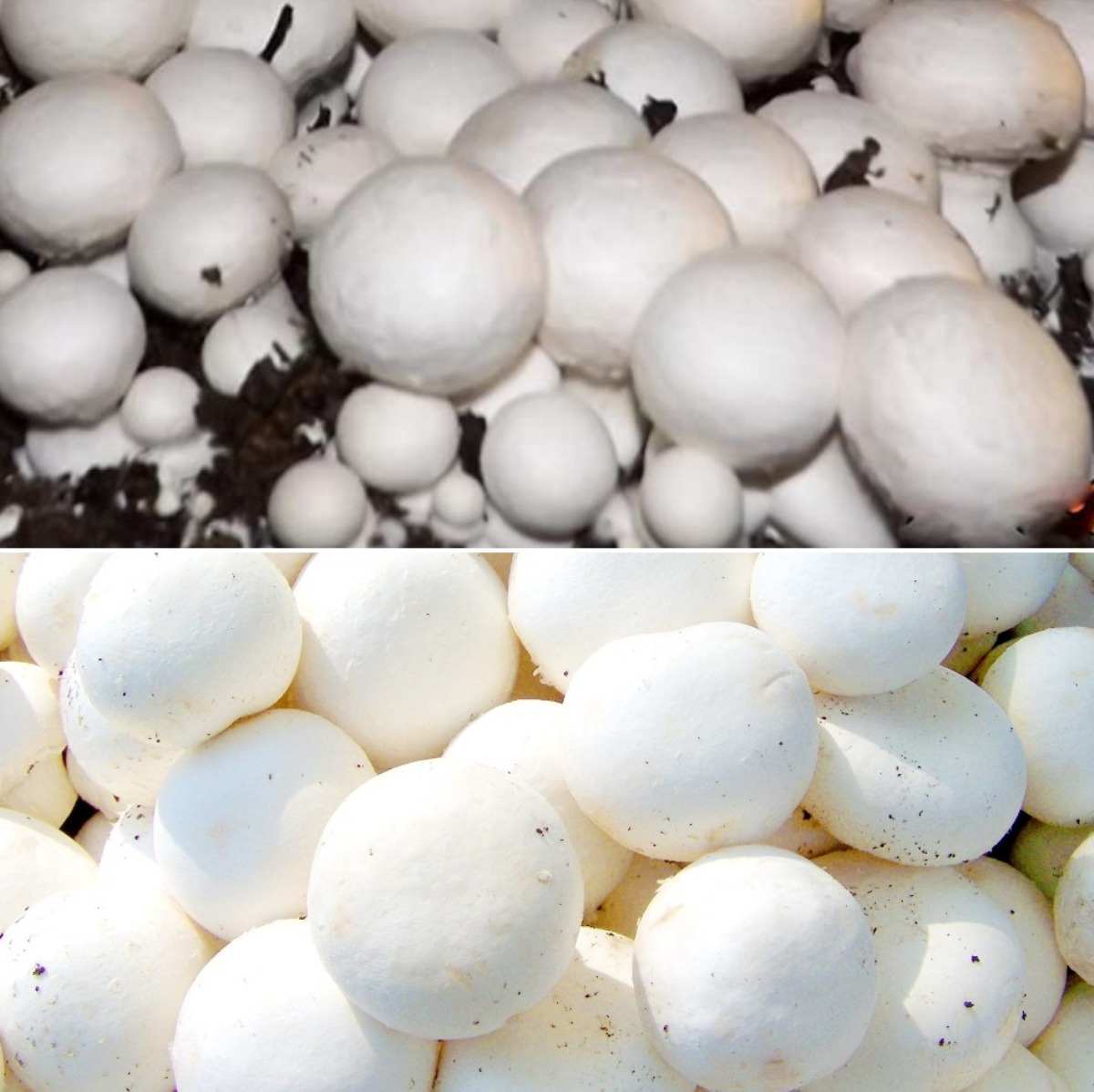 Requirements for growing Button mushrooms.