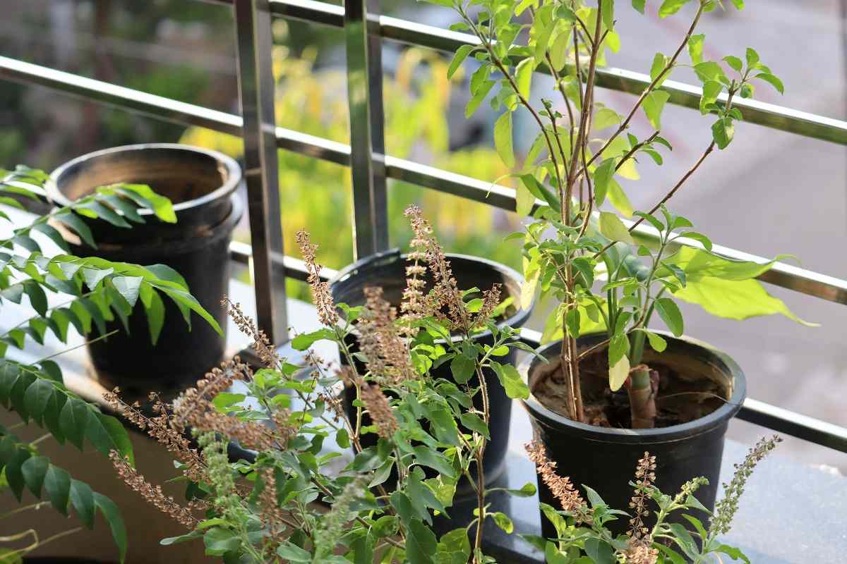 Process of growing herbs indoors from seeds.