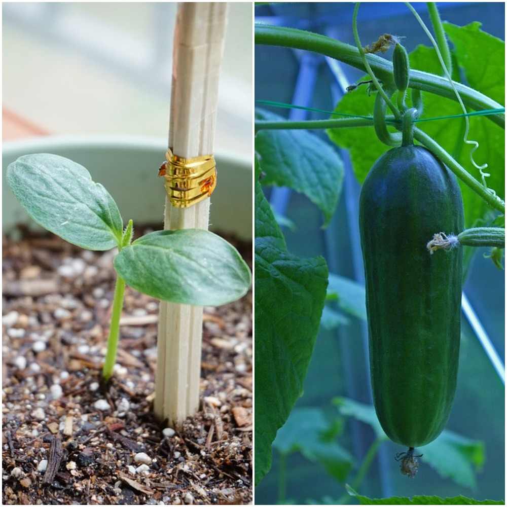 The best pots for growing Cucumbers.