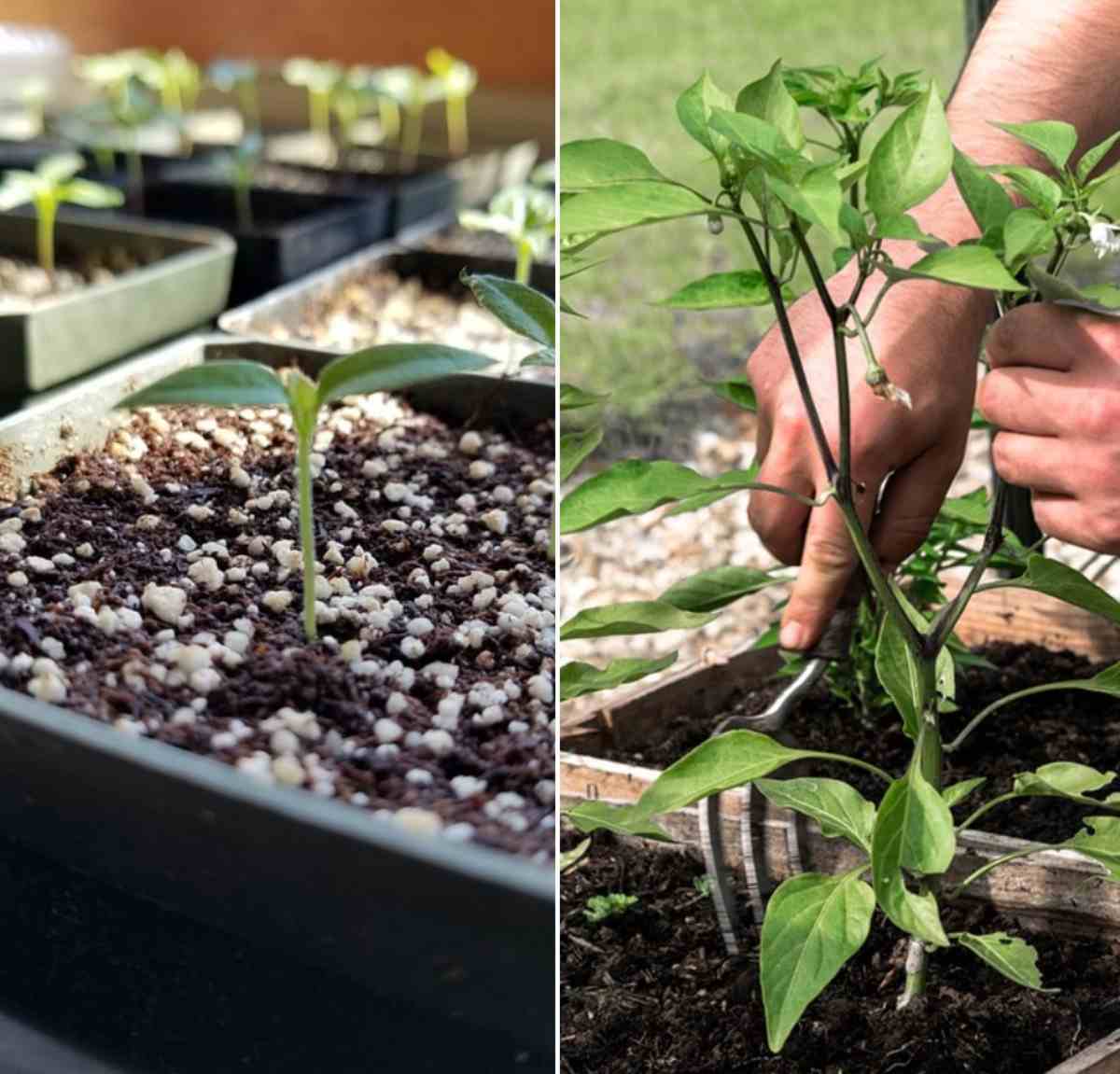 Guide to growing Peppers in pots.