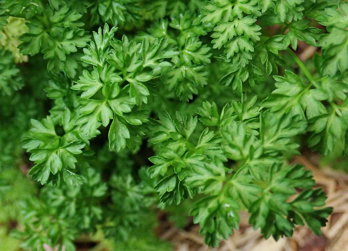 Questions about growing Chervil.