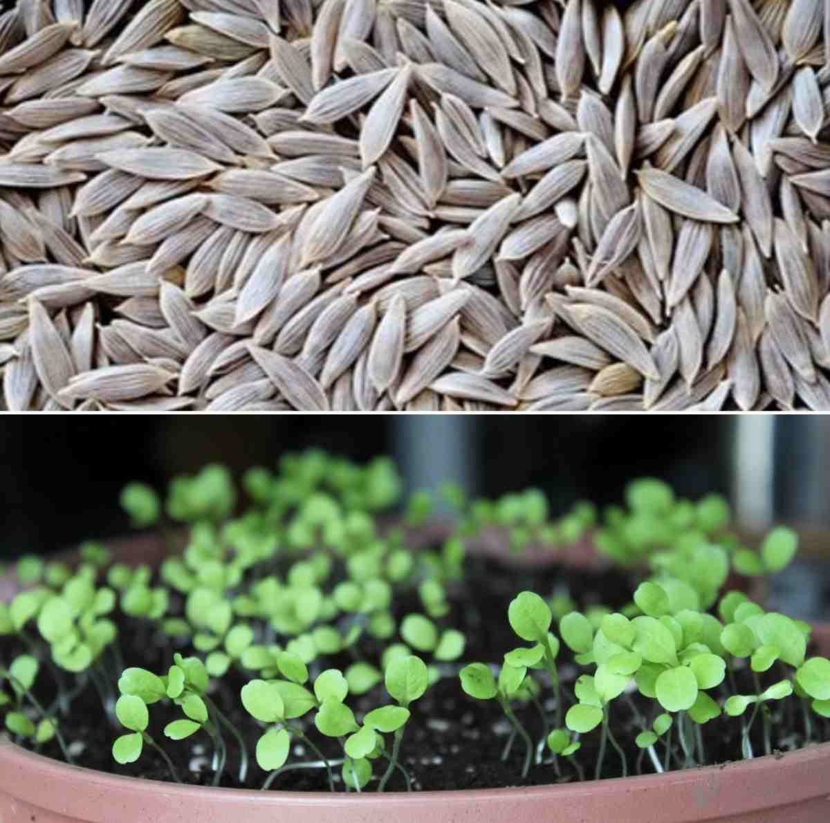 Select Lettuce seeds for germination.
